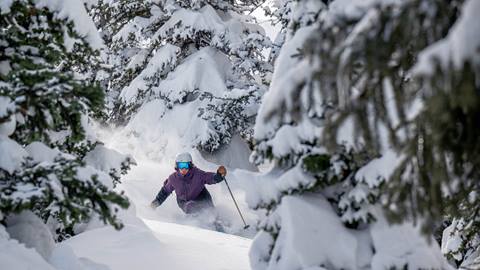 Guest skiing powder through trees at Deer Valley.