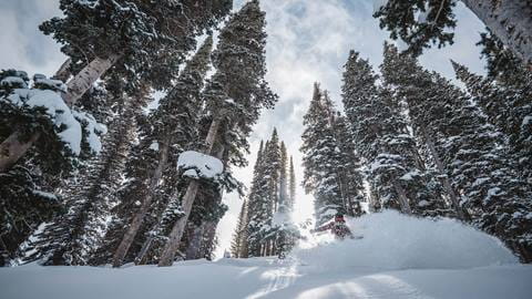 Woman skiing through trees on a powder day at Deer Valley.